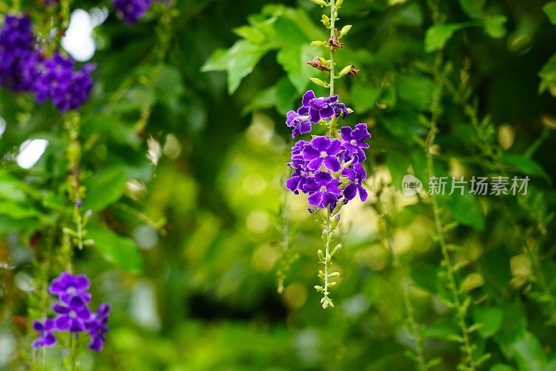 Duranta reens或鸽子莓许多小紫色的花